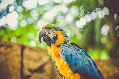 Preview: bird, parrot, Scarlet, Macaw