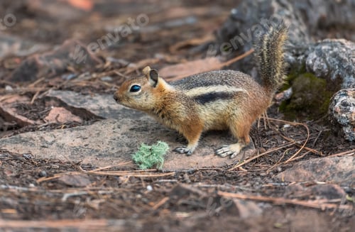 Preview: Chipmunk