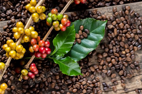 Preview: Coffee beans on coffee green leaves on wooden background, Fresh coffee beans on wooden background
