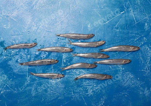 Preview: Anchovies. Top view, fish pattern, classic vertical orientation. Toned in modern blue color