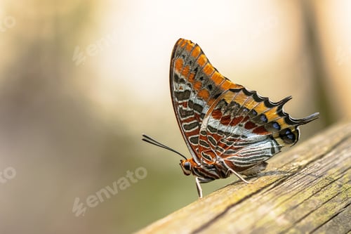 Preview: Pasha Beautiful butterfly on trunk