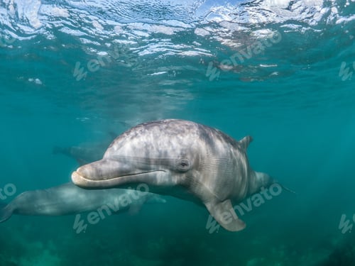 Preview: Beautiful shot of a Common bottlenose dolphin living his best life under the sea