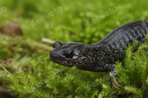 Preview: Close up of Hynobius hirosei, an endemic Japanese streamside salamander