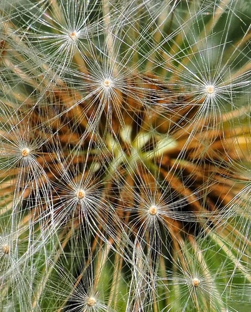 Preview: Dandelion