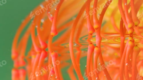 Preview: Close-up of stamens of flower under water. Stock footage. Exotic plant with bright stamens