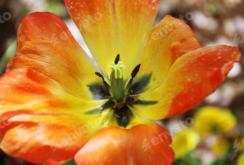 Preview: Tulips closeup