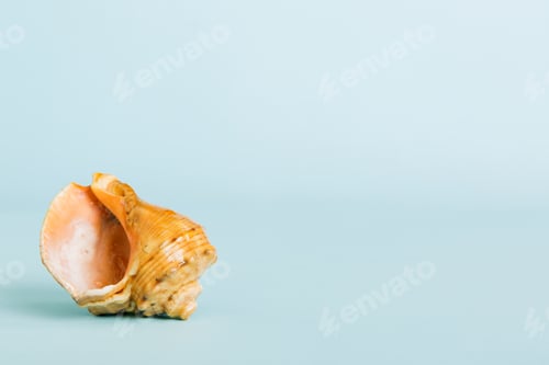 Preview: Summer time concept with sea shells or starfish on a table background with copy space for text