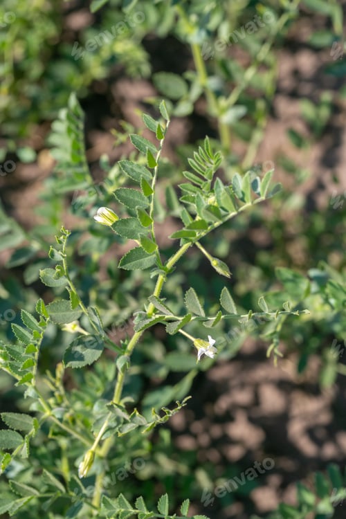 Preview: Chickpeas in garden with leaves. Chickpeas plant growing.