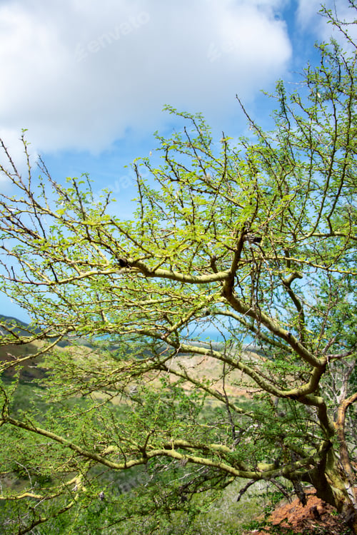 Preview: Desert vegetation on the way to a private Caribbean beach. Cactus and very green trees