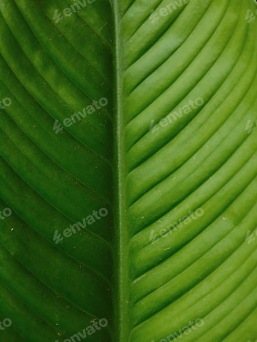 Preview: Beautiful blurred leaves nature background. Vintage tone filter color style.