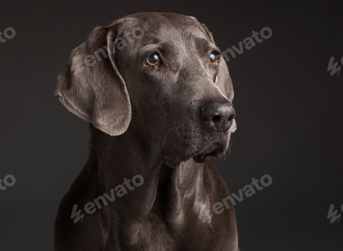 Preview: Portrait of a brown Weimaraner looking aside with sad eyes against the dark background in the studio