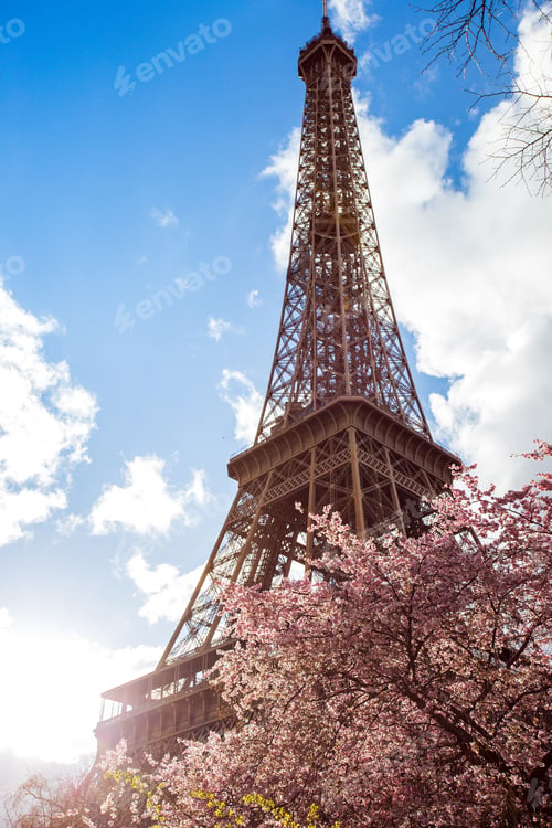 Preview: Blossoming magnolia against the background of the Eiffel Tower