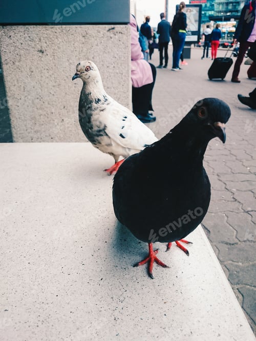 Preview: Black and white pigeon looking curiously at the camera in an urban environment