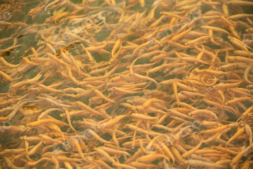 Preview: Trout Fish Swims In Water
