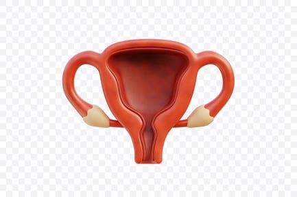 Preview: Human Uterus Anatomy