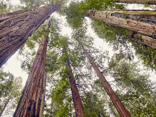 Preview: Avenue of the Giants, Eureka, California, USA