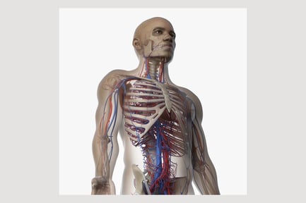 Preview: African Male Anatomy: Skin, Skeleton & Vascular System
