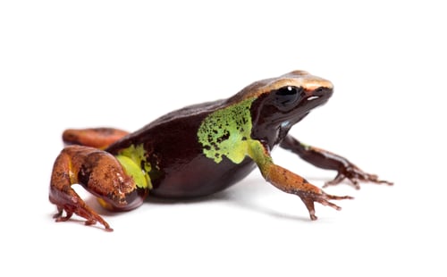 Preview: Beautiful mantella, Mantella pulchra, in front of white background