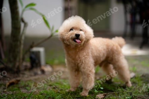 Preview: Toy poodle standing on grass in soft natural light, fluffy coat glowing, looking cheerful smile.