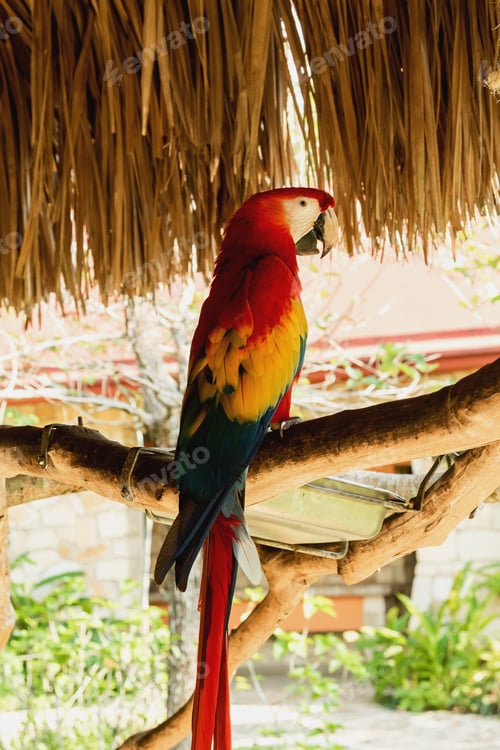 Preview: Macaw parrot sitting on the branch in the ecopark