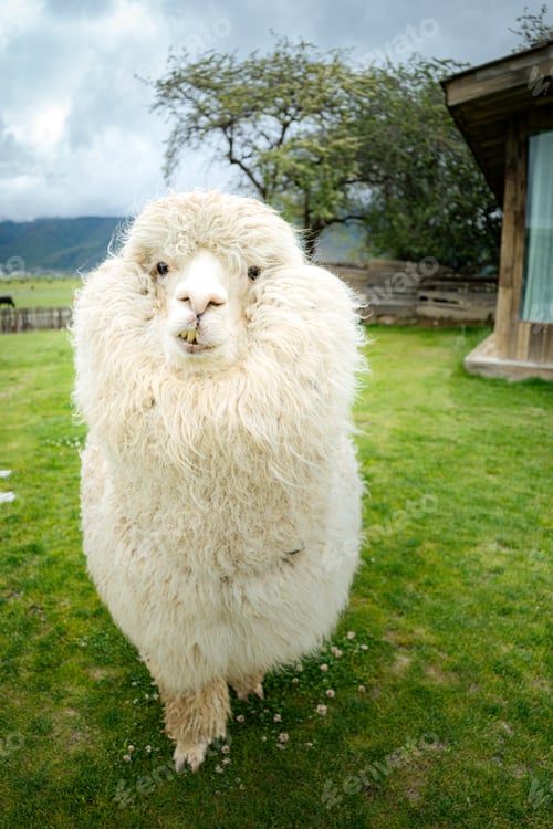 Preview: Close up white alpaca in a grass field on a farm