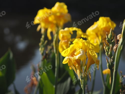 Preview: Yellow color flower Indian shot, India short plant, India shoot