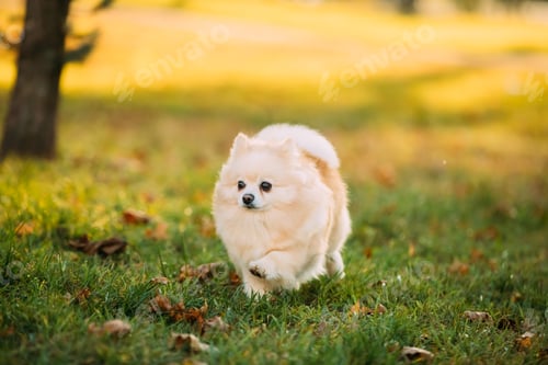 Preview: Adult White Pomeranian Spitz Dog Walking Outdoor In Autumn Grass