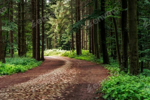 Curving Stone Path Through a Verdant Forest