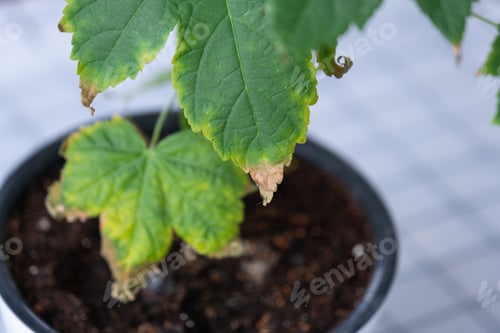 Preview: Problems of growing domestic plants - dry yellow tips of leaves, dry air,
