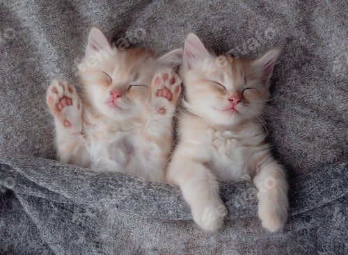 Preview: Cute Ginger Kittens Sleeping on a fur Blanket. Concept of Happy Adorable Cat Pets