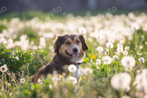 Preview: Dog in magic dandelion meadow.