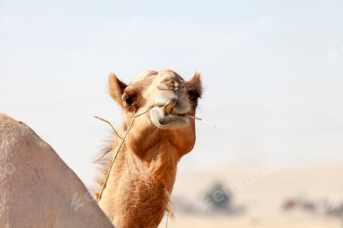 Preview: Closeup portrait of the middle eastern camel chewing grass in a desert in United Arab Emirates