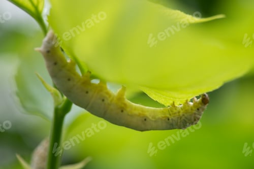 Preview: silkworm