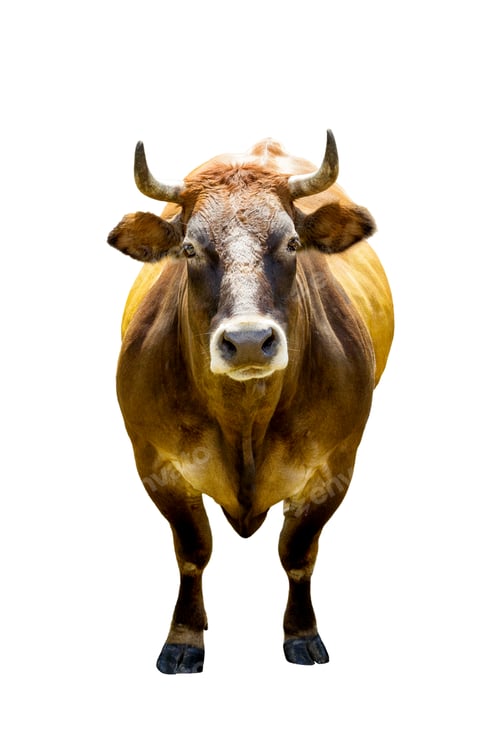 Preview: Front view of brown cow isolated