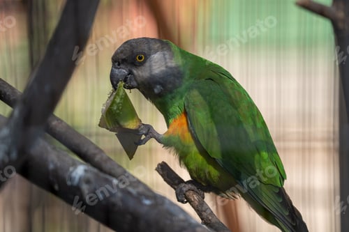 Preview: Closeup of a green Senegal Parrot standing on a branch eating food using his talons