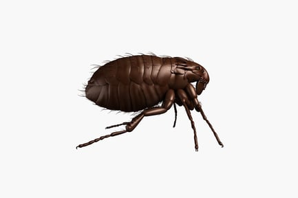 Visualização: Vista lateral de uma pulga (inseto)