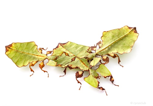 Preview: stick insect in studio