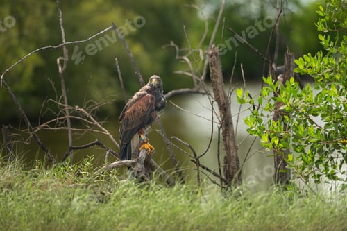 Preview: Harris hawk is resting in the trees