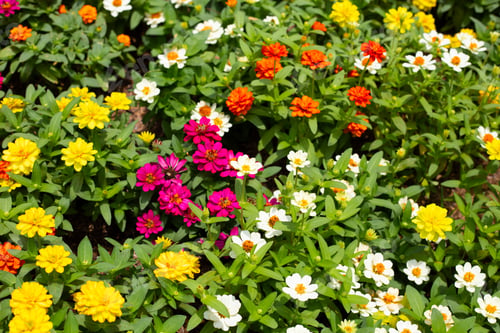 Preview: Zinnia flower in the garden