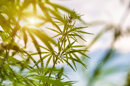 Preview: Green bushes of marijuana. Close up view of a marijuana cannabis bud