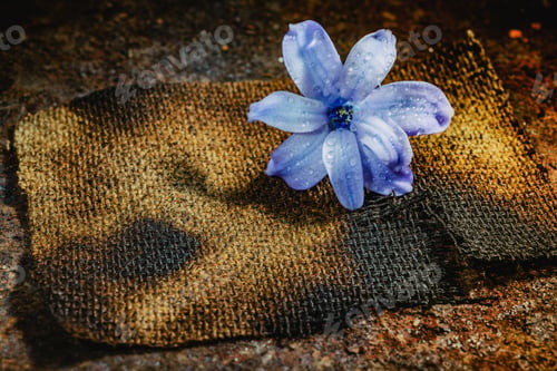 Preview: Still Life Flower Hyacinth. Bulbous Plant, Which Grows In The Garden Area And In The Home. Photo
