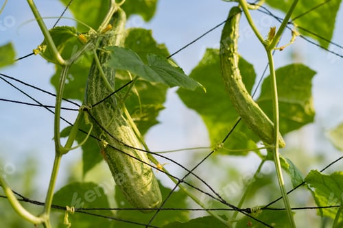 Preview: cucumber