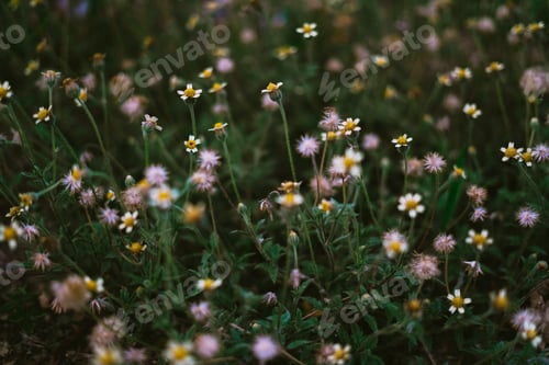 Preview: Botanical - Small Flowers