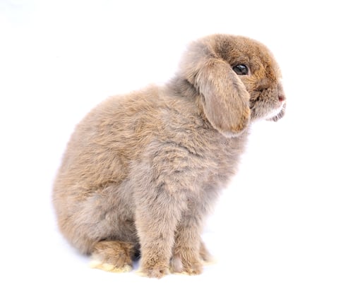 Preview: Lop rabbit on white background