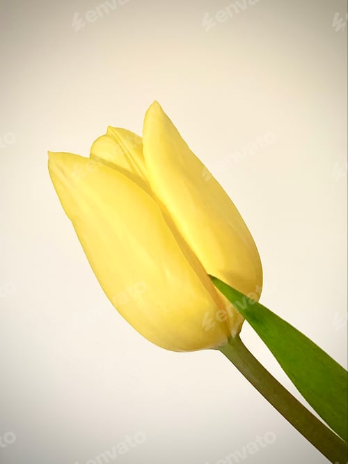 Preview: Closeup of a Single Yellow Tulip Bloom
