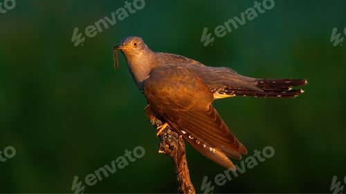 Preview: Common cuckoo eating worm on wood in summer evening