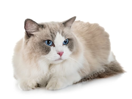 Preview: ragdoll cat in studio