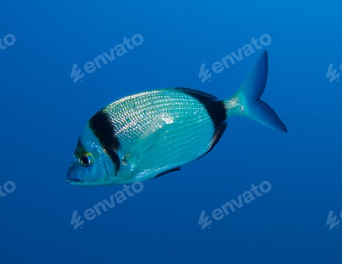 Preview: Diplodus vulgaris from Cyprus
