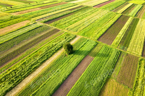 Preview: Aerial view of a single tree growing lonely on green agricultural fields in spring
