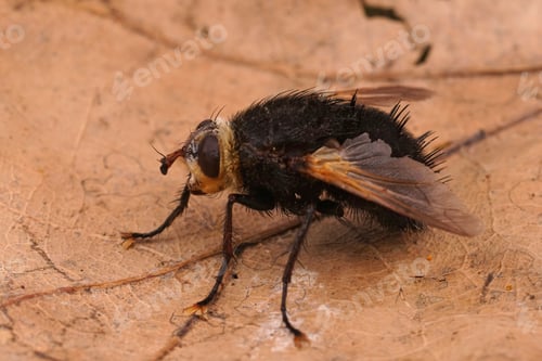 Preview: Closeup on a dark, hairy, impresive giant tachinid fly , Tachina grossa